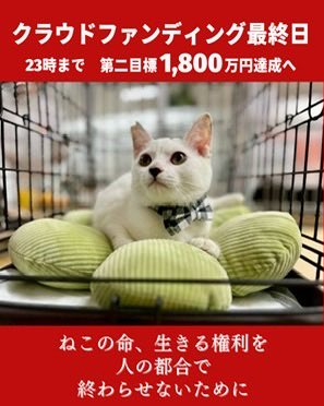 NPO法人 ねこけん tweet media