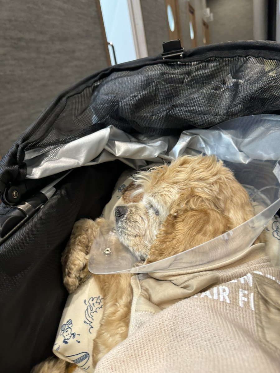 めるも「ボク うぃん、弟はエア　妹はエイル　よろしくね。」 tweet media