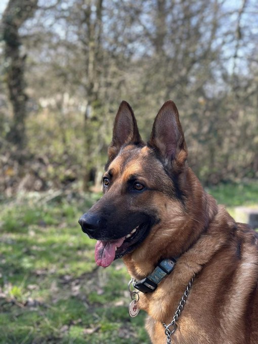 gsrescueelite's tweet image. Hudson is 3yrs old and he came to us in Feb 24. Hudson is such a lovely boy but he can also be a shy boy, he can live with older kids and may benefit from living with a calm, older dog for guidance 
#dogs #germanshepherd #Essex 
gsrelite.co.uk/hudson/