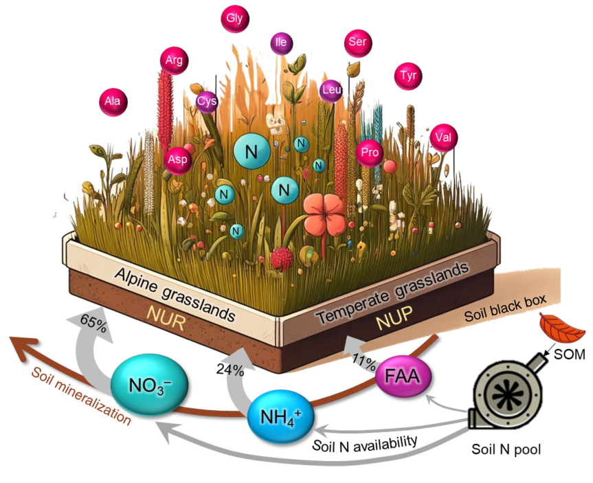 ykuzyakov's tweet image. #highlycited in New Phytologist
Nitrogen availability in soil controls uptake of nitrogen forms by plants

doi.org/10.1111/nph.20…

#soil #agriculture #grasslands #Roots #landuse #nitrogen #rhizosphere #isotopes #15N