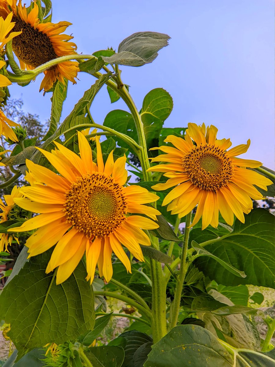 OFFICIAL_SS01's tweet image. #Sunflower