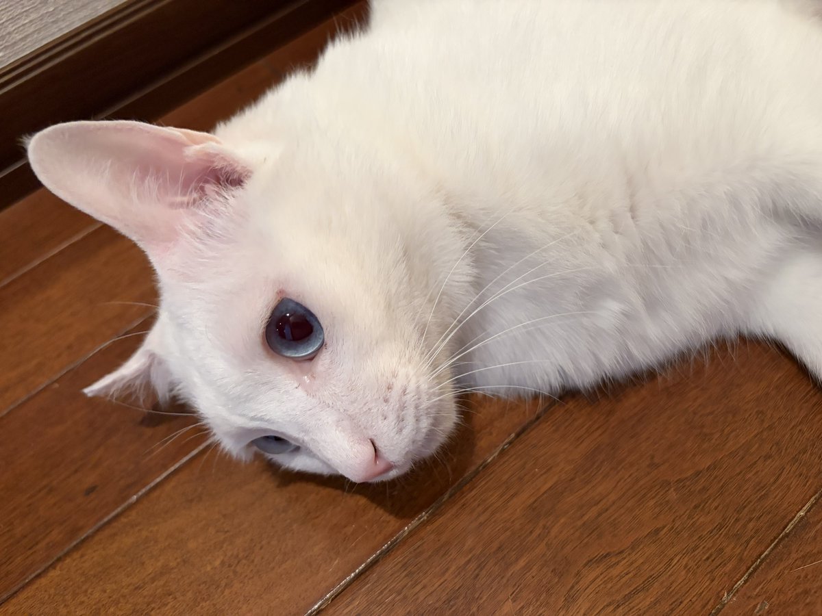 れいぢぃ tweet media