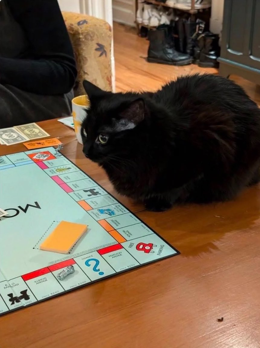 Teaching my roommate’s cat to be a landlord