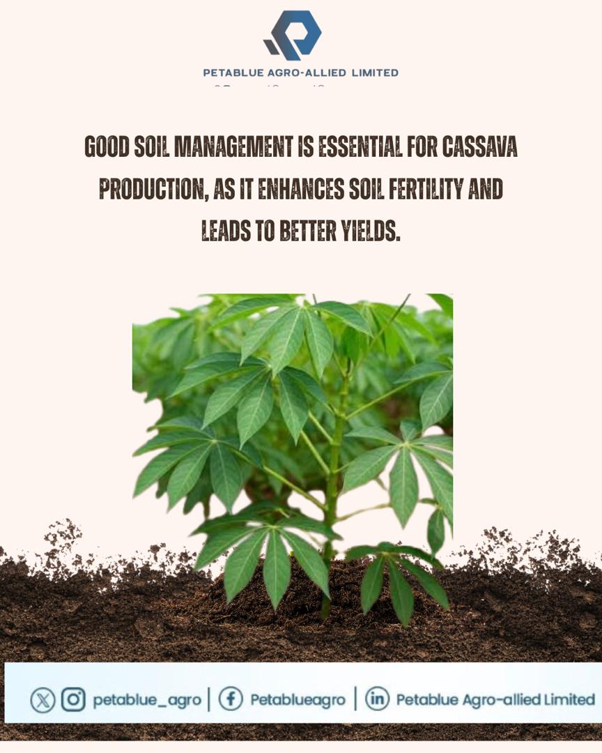 petablue_agro's tweet image. Soil quality directly influences root development, starch content, and overall yield. For cassava, well-drained, loamy soils with balanced nutrients create the ideal conditions for healthy growth and high-quality output. 
#PetablueAgroAllied #Cassava #AgriBusiness #Export