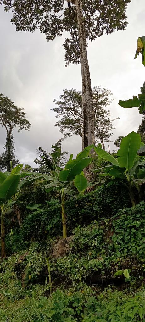 AbiluTangwa's tweet image. 🌍 Always remember: We are not owners, but custodians of the Earth. Every choice we make today shapes the world our children will inherit. Let’s protect the Amazon &amp;amp; Congo Basin—say NO to deforestation. 🌳 #ChooseWisely #SaveOurForests