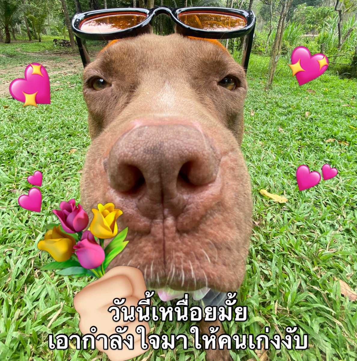 น้องแมงดวก tweet media