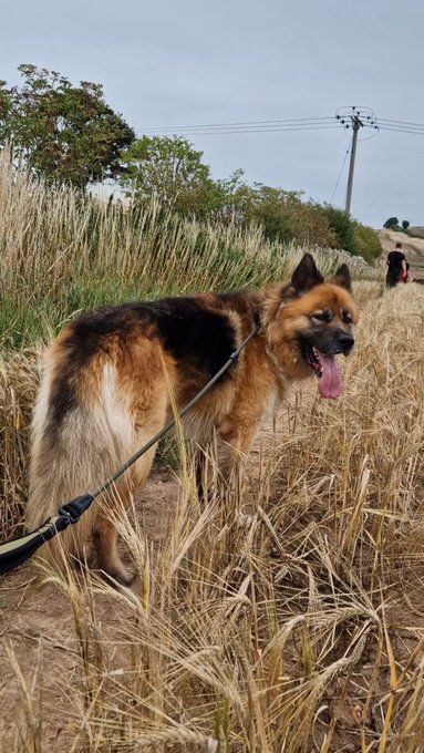 gsrescueelite's tweet image. Alfie is 6yrs old and he is a polite and calm boy who has loved everyone he has met. Alfie can live with older kids and walks well with other #dogs but would like to be the only pet in the home 
#germanshepherd #Notts 
gsrelite.co.uk/alfie-9/
