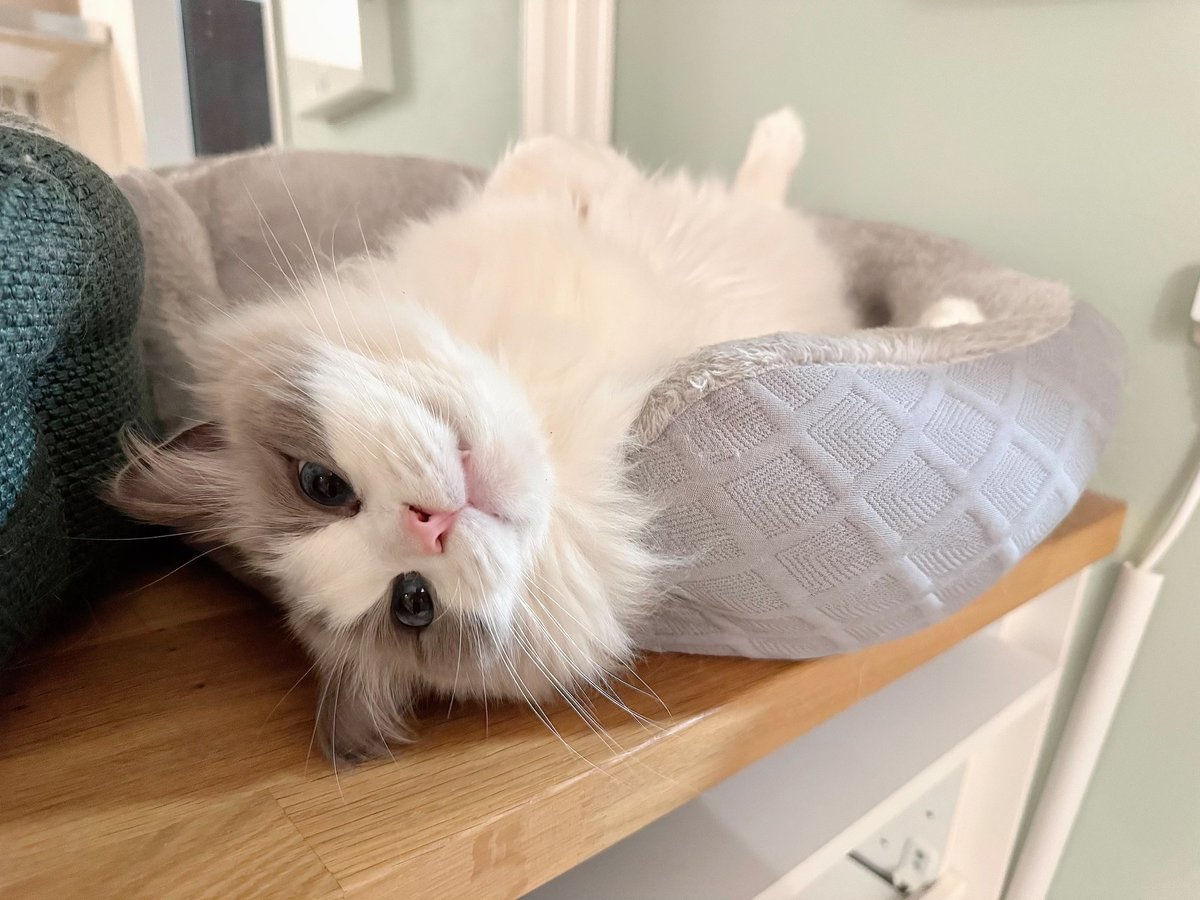 猫のキャロットとライム🐱 tweet media