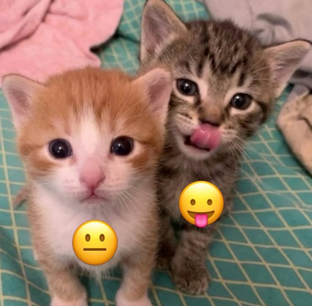 Cat 🐈 tweet media
