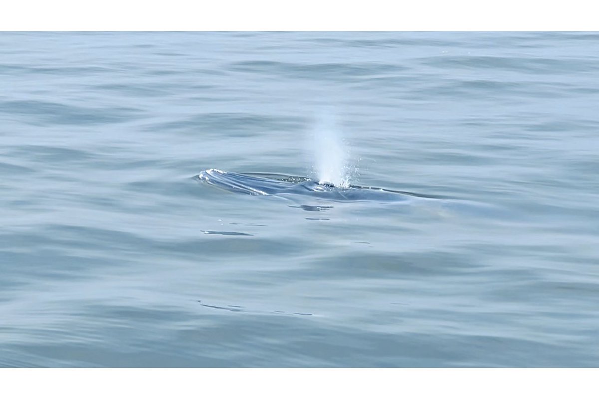 Yanaヤナ👹🧧 tweet media