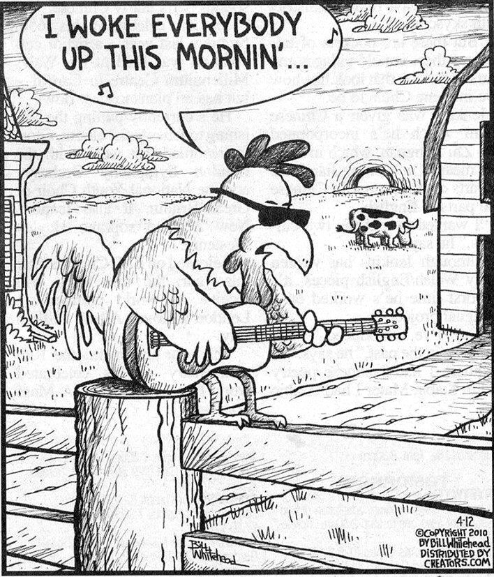 Rooster Pisces tweet media