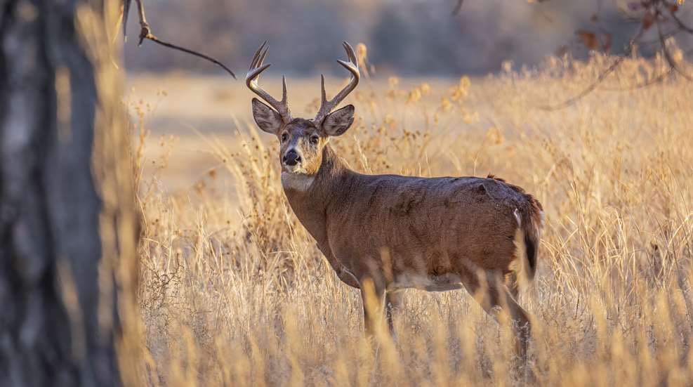 American Hunter tweet media
