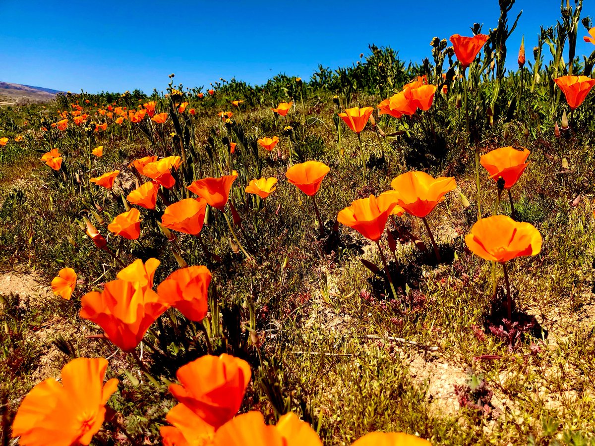 🛡️Zac tweet media