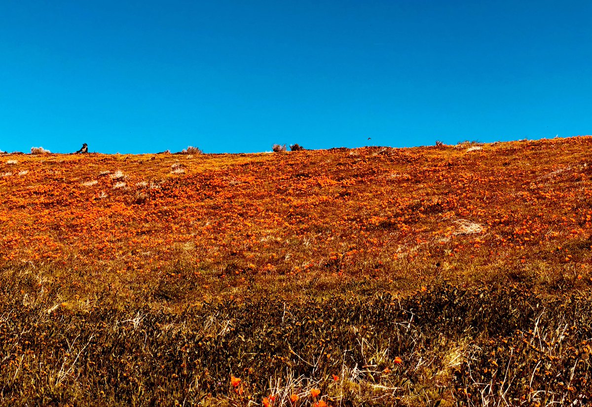 🛡️Zac tweet media