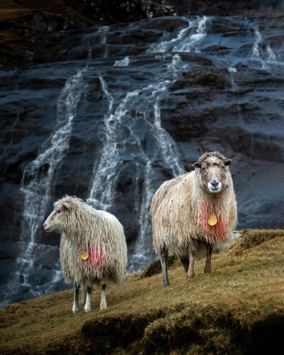 IlicImages's tweet photo. “Vogue... strike a pose!”
Faroese sheep, waterfall, and a little accidental fashion shoot. 

Photography tours and workshops in the Faroe Islands https://t.co/ivsXyCwYq1 
 #faroeislands https://t.co/D6qfvRiNUt
