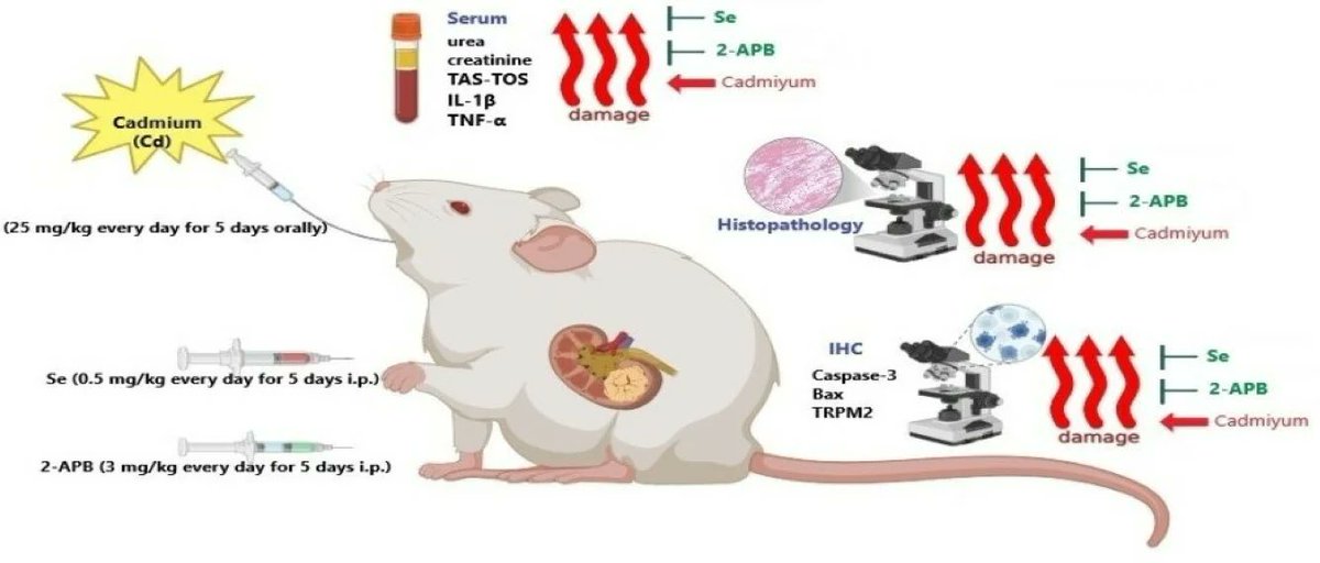 Toxics_MDPI's tweet image. 🔥 #Highly_Cited_Paper
📚 The Effect of #Selenium Against #Cadmium-Induced #Nephrotoxicity in Rats: The Role of the TRPM2 Channel
👨‍🔬by Ömer Faruk Keleş et al. 
🧩brnw.ch/21x1MO0

#histopathology #immunohistochemically #rat #TRPM2