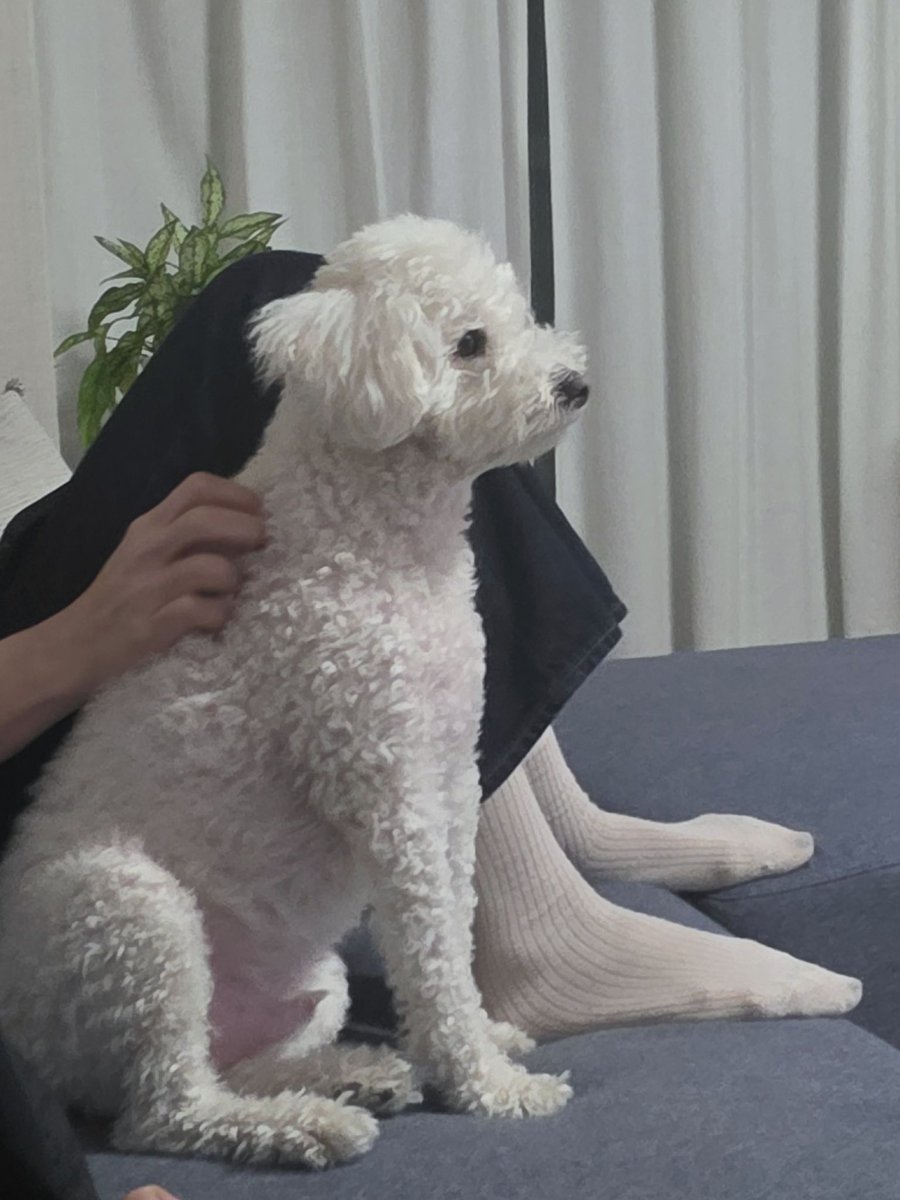 아니 찰리 대형견 수준이 아니고 사람이잖아 이건