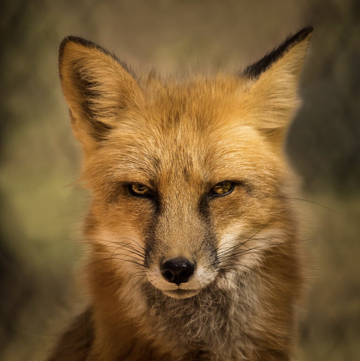 Anne Louise Avery tweet media