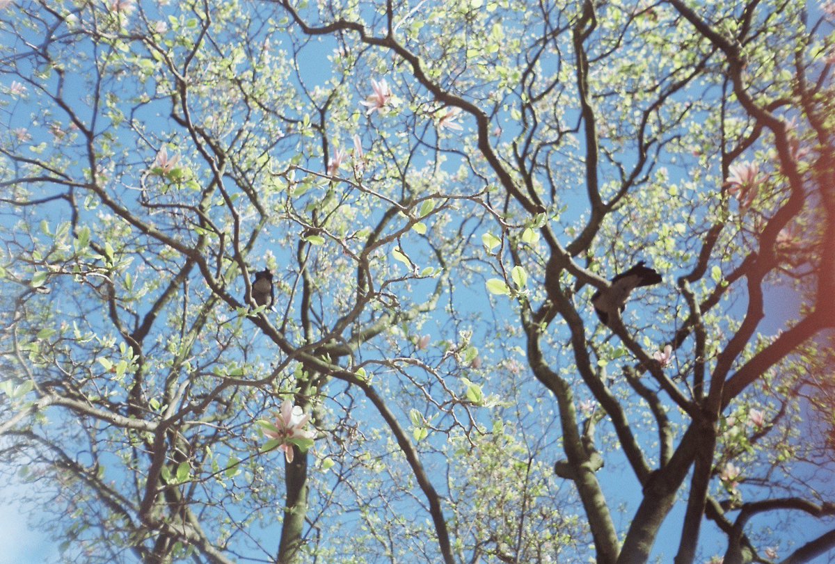 berra_kara7's tweet image. analog filmin tadı başka🎞️ 
baba üzgünüm kızının pahalı hobisi var
#analog #photo