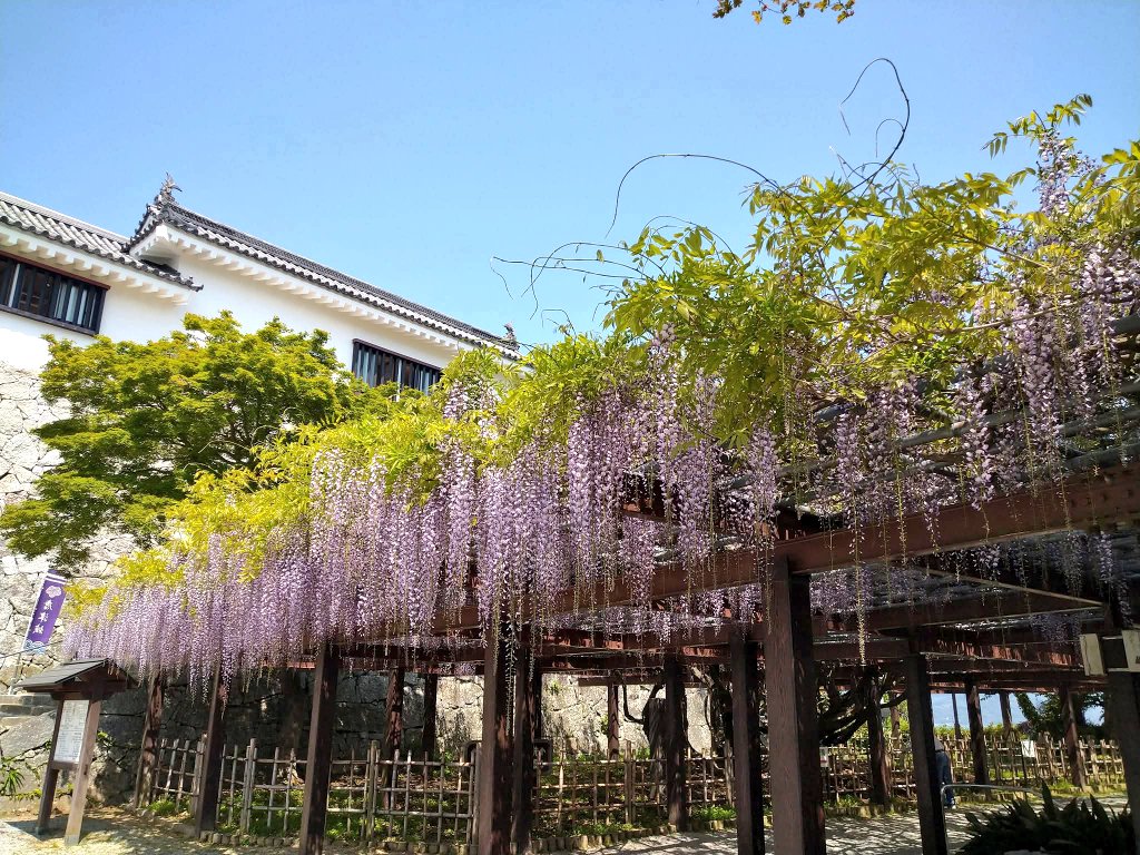 今から4年前…2022年4月20の唐津城の藤棚はこんな感じでした