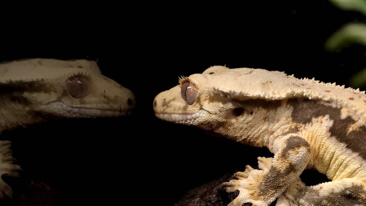 BarHebitoneko's tweet photo. 飲みながら爬虫類眺めるのも悪くない🦎

今日は21:00～3:00でお待ちしてまーす🐍🐈
ニューすすきのビル7F
 #クレステッドゲッコー 
 #札幌バー https://t.co/ddmAI49m8F