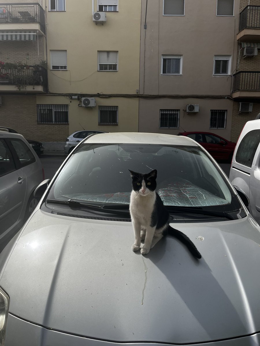 ¿Cuánto miaule tu coche?