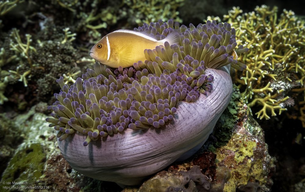 1x_com's tweet image. Underwater beauty titled 'Fish Bowl' by Ido Meirovich
1x.com/photo/3552234/… #underwaterphotography #ocean #reef #coral #fish