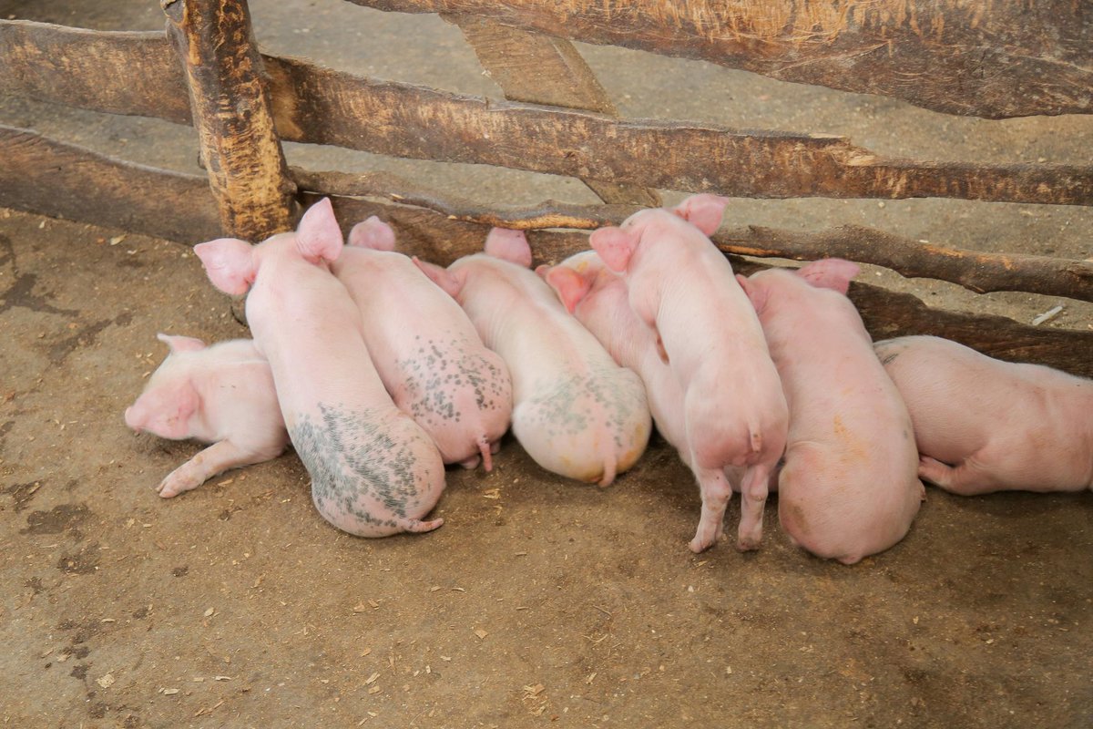 Rwanda Standards Board tweet media