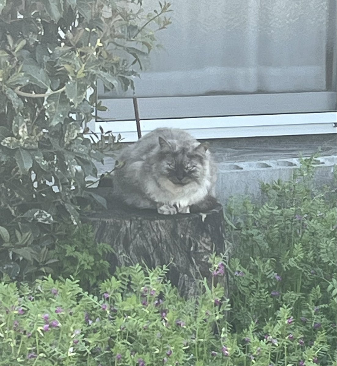 うさまる tweet media