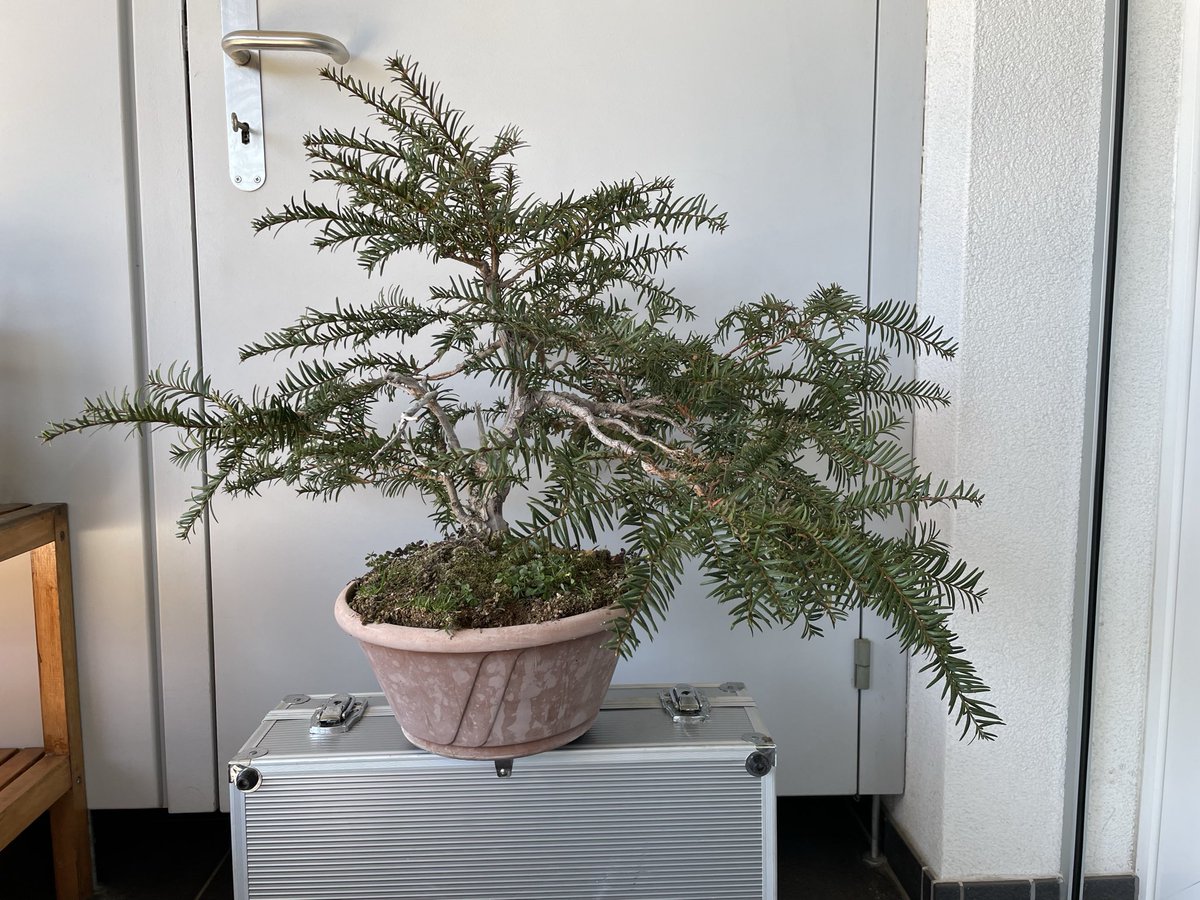 ivanomalo's tweet image. #bonsai