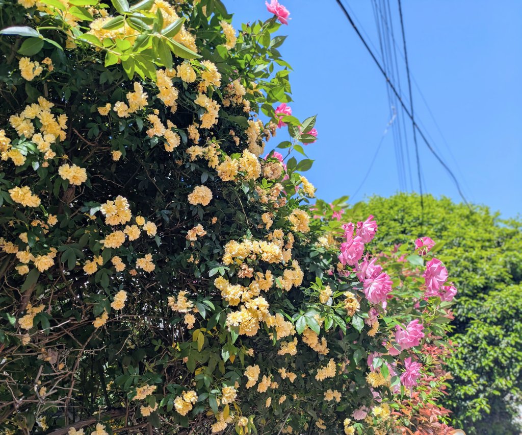 かんの🍉ねこ tweet media