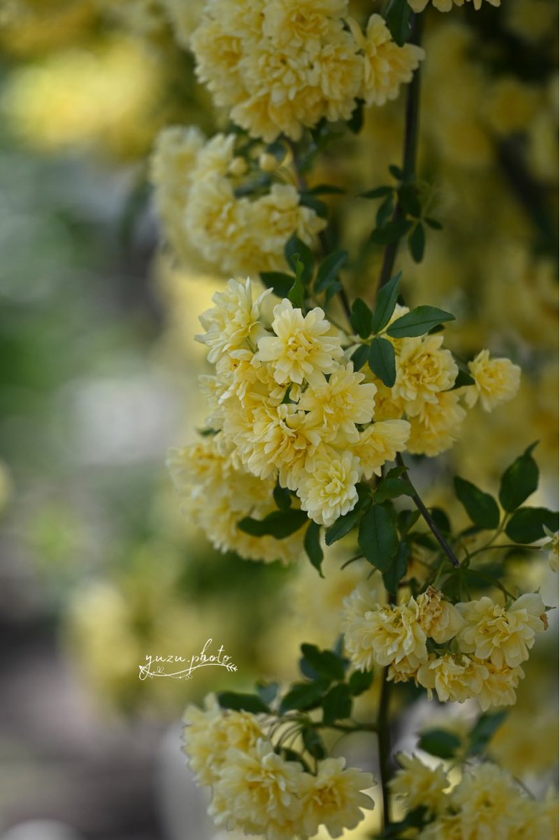 🫧yuzu🐶︎︎︎︎📸 tweet media