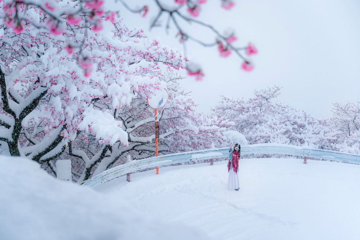 JiJi_Japan's tweet image. Winter-Spring symphony, Matsuda Kanagawa
松田, 神奈川
#japan #winter #spring #sakura
