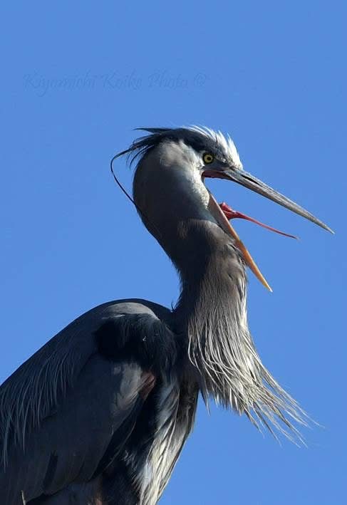 koikecolousa's tweet photo. Great Blue Heron
オオアオサギ
Ardea herodias

Copyright #HJPI320100002902 https://t.co/iL1IyAG5s0