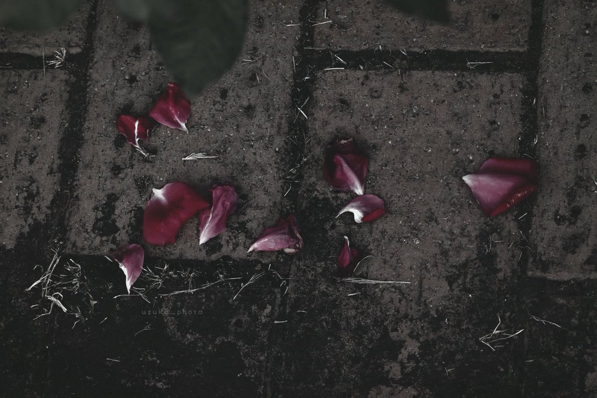 うずこ/𝚄𝚣𝚞𝚔𝚘 tweet media