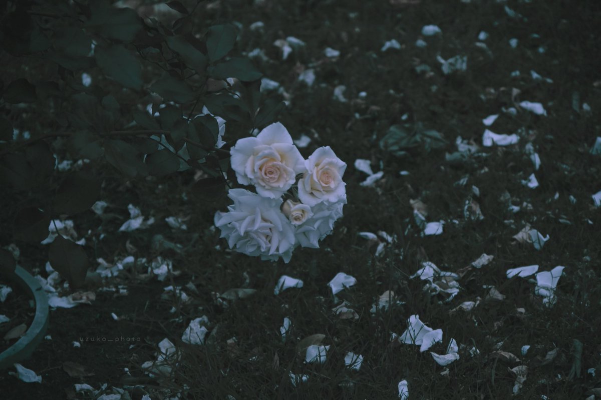 うずこ/𝚄𝚣𝚞𝚔𝚘 tweet media