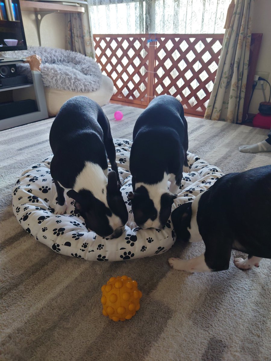 アヴィ♀&シオン♂ tweet media