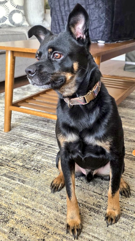 CanadianBlackBear🇨🇦 (CanadianPenny🌈) tweet media