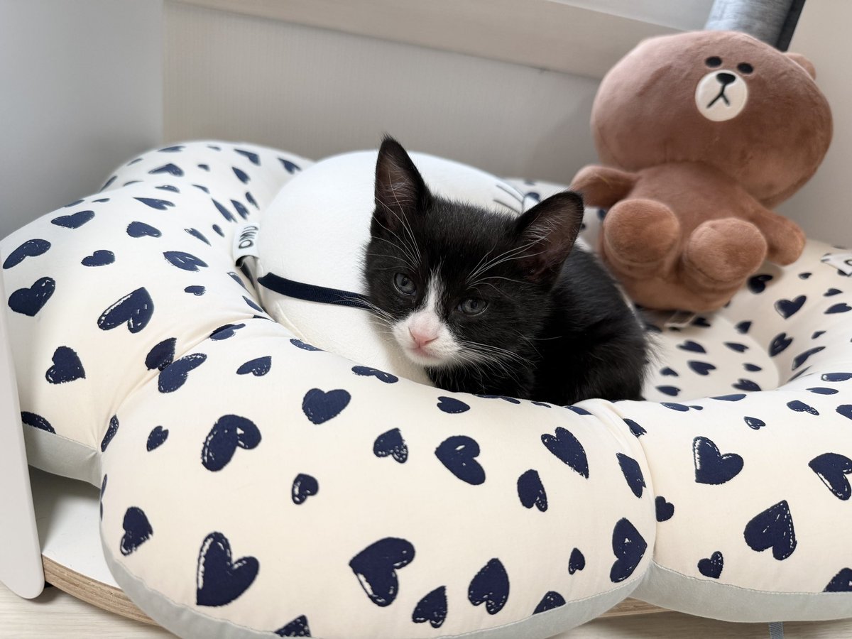 빵식이랑 킥킥이 tweet media