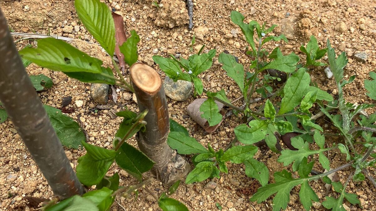 1000RP：【悪質】桜の木6本が何者かに切断される、今年2月に植樹されたばかり 三重･鈴鹿市
news.livedoor.com/article/detail…

6本ともすべて何者かによって鋭利なもので切断されたとみられ、警察に被害届を提出している。前日の午後5時に実施された管理会社の見回りでは異常は確認されなかったという。