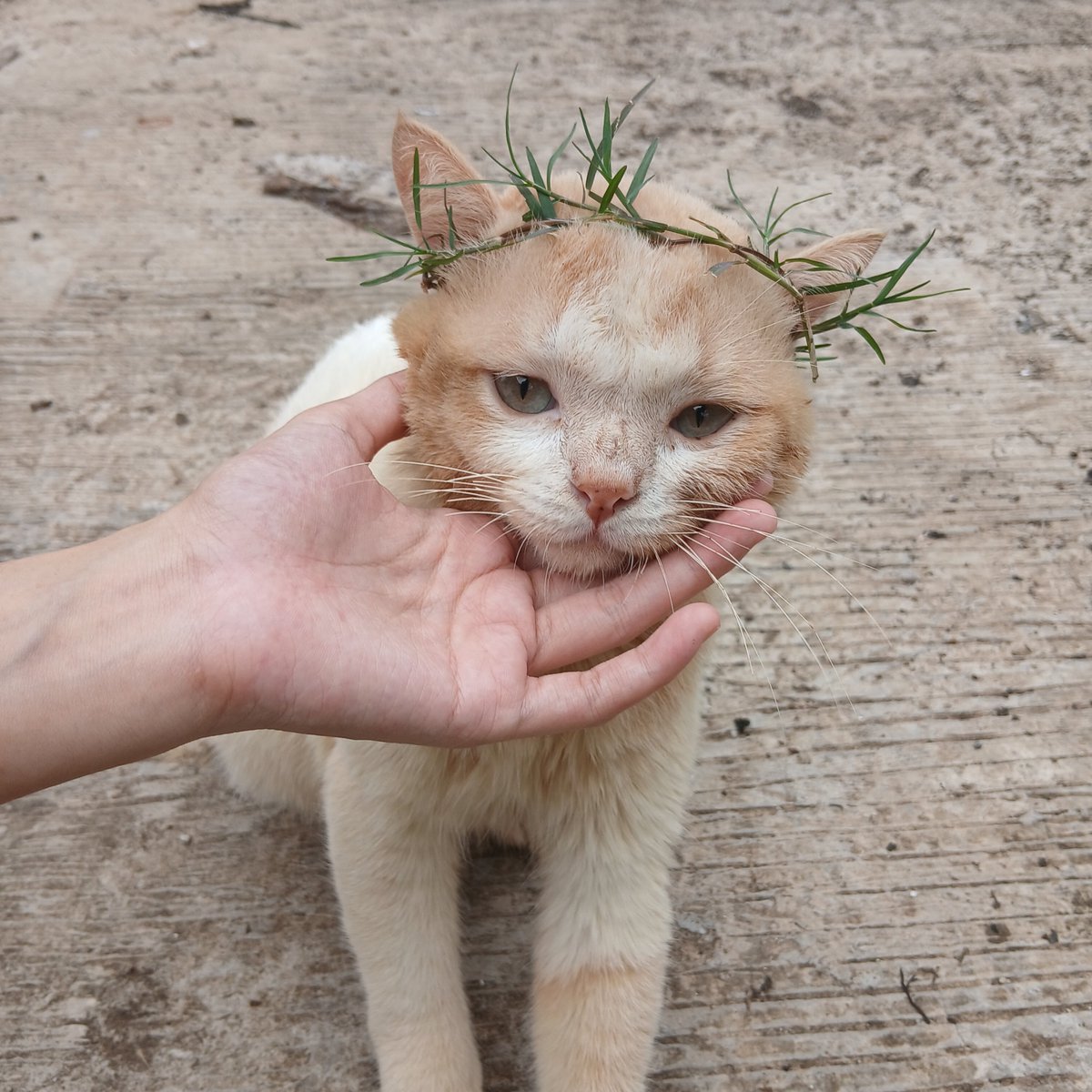 panggil aja ucok tweet media