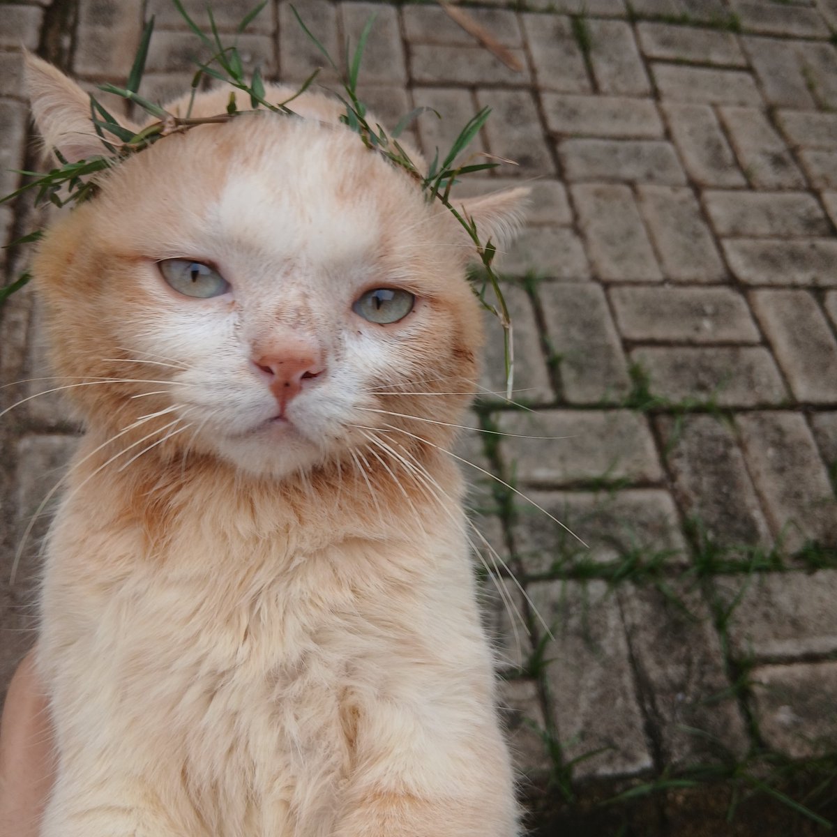 panggil aja ucok tweet media