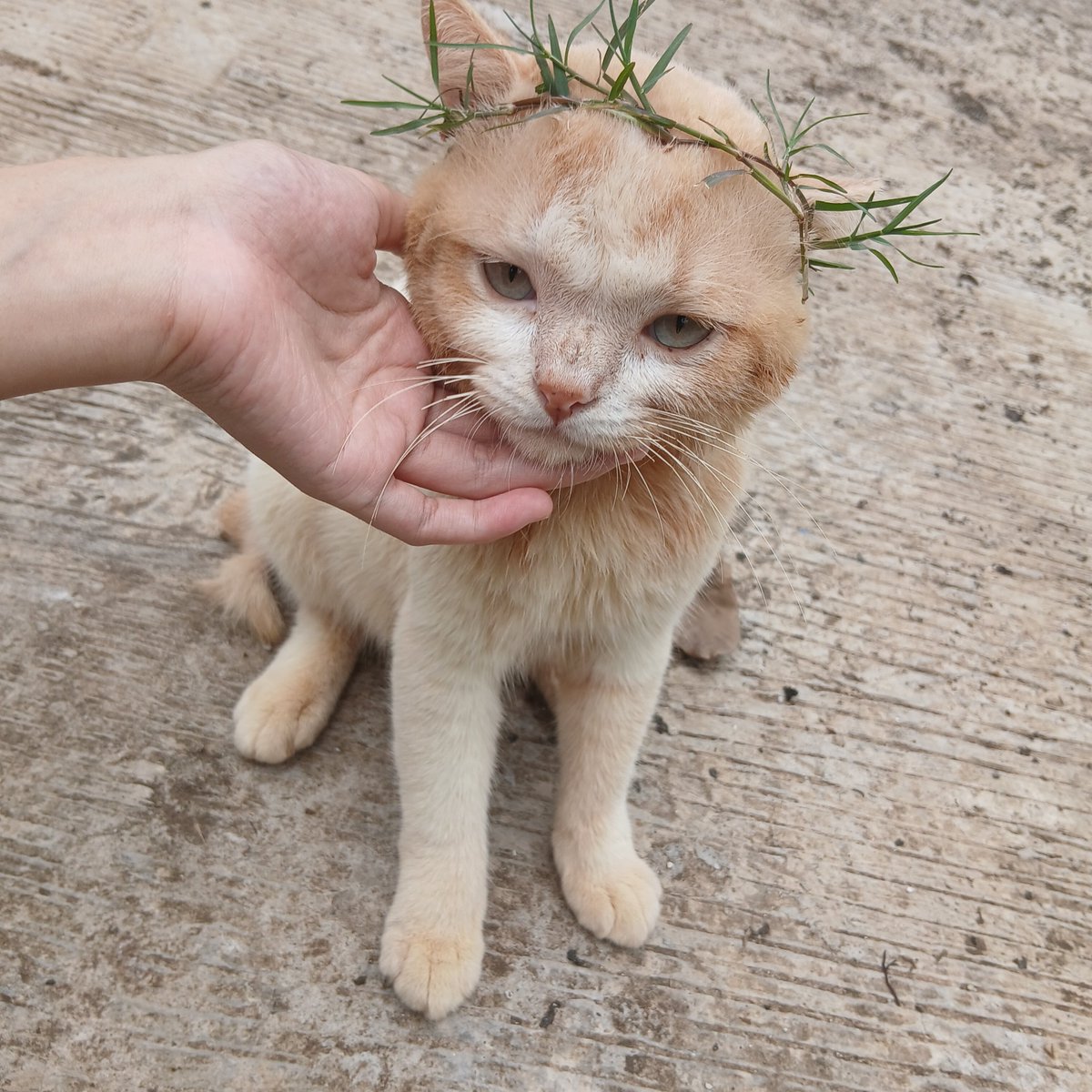 panggil aja ucok tweet media