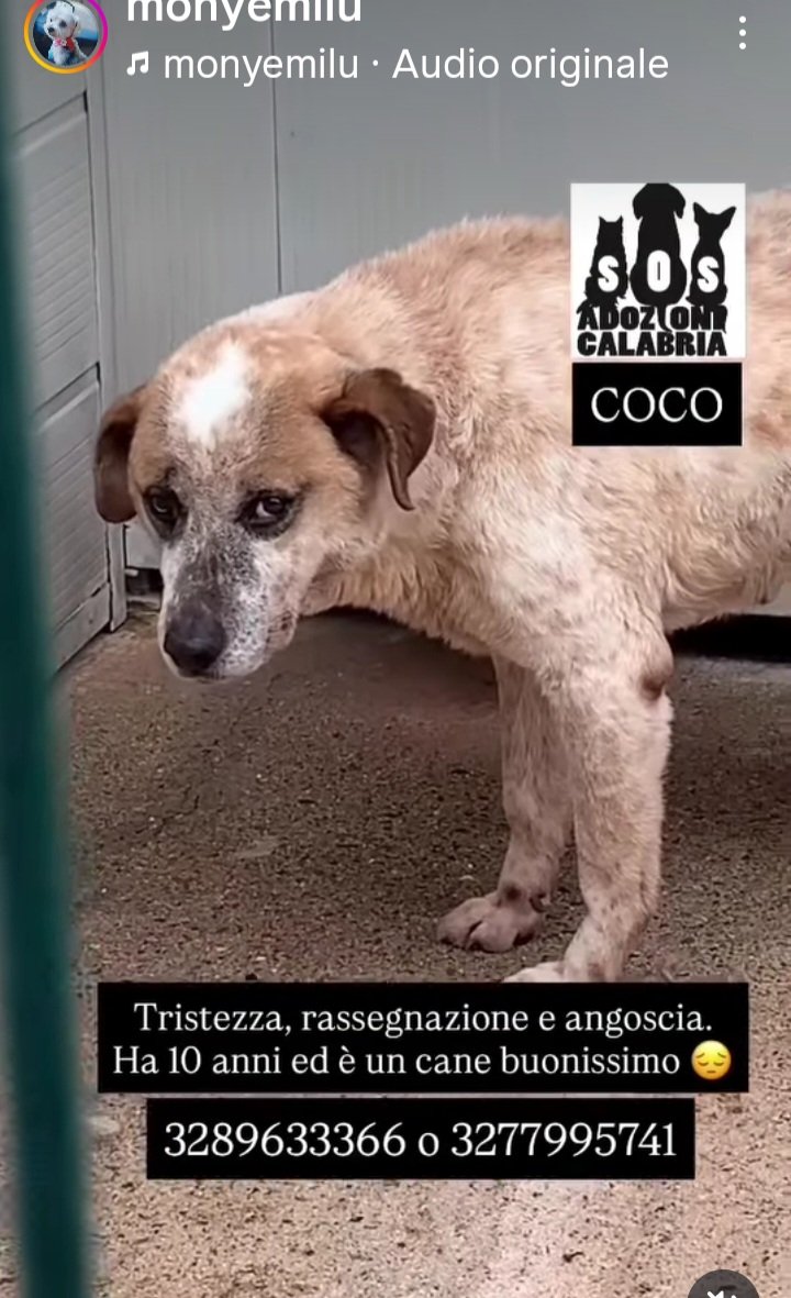 Gioia 🐶🐾🐱🇮🇹 tweet media