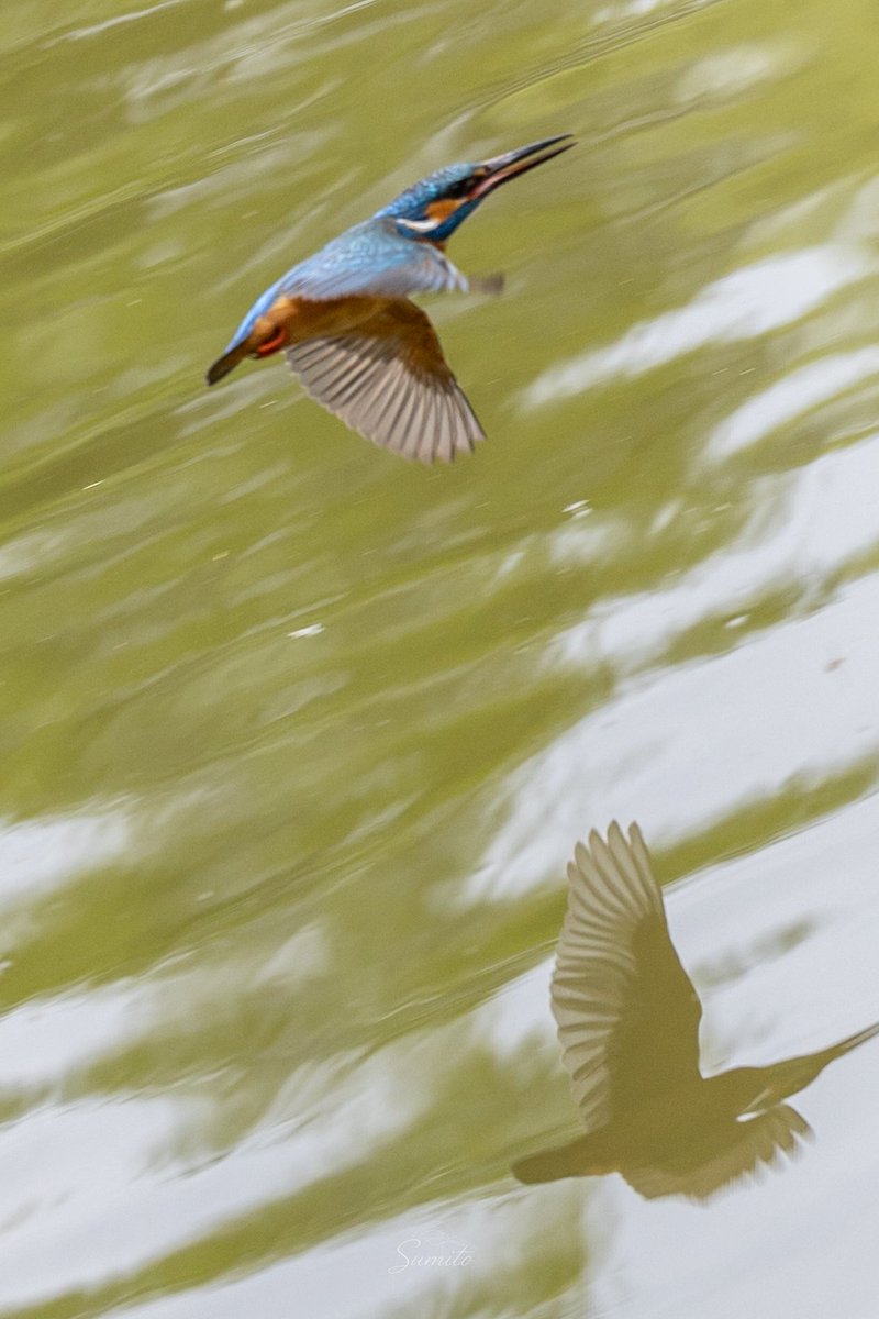 すみと tweet media