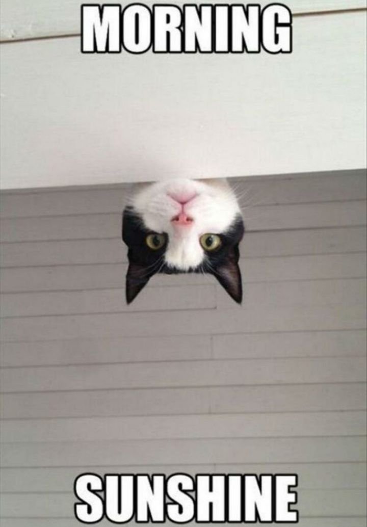 HASSAN IBN ALI tweet media