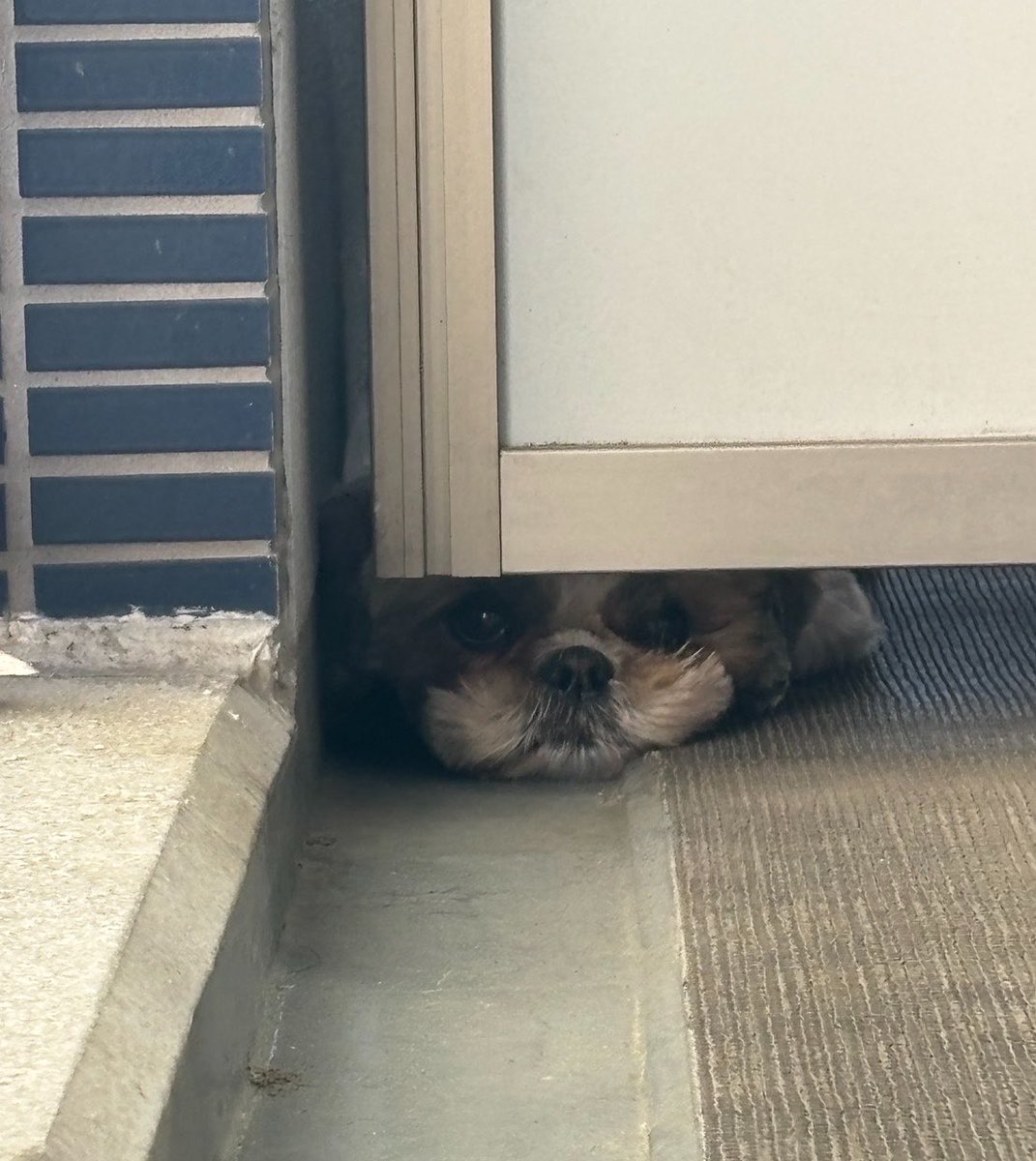 🐶シーズー・メル ☮️ tweet media