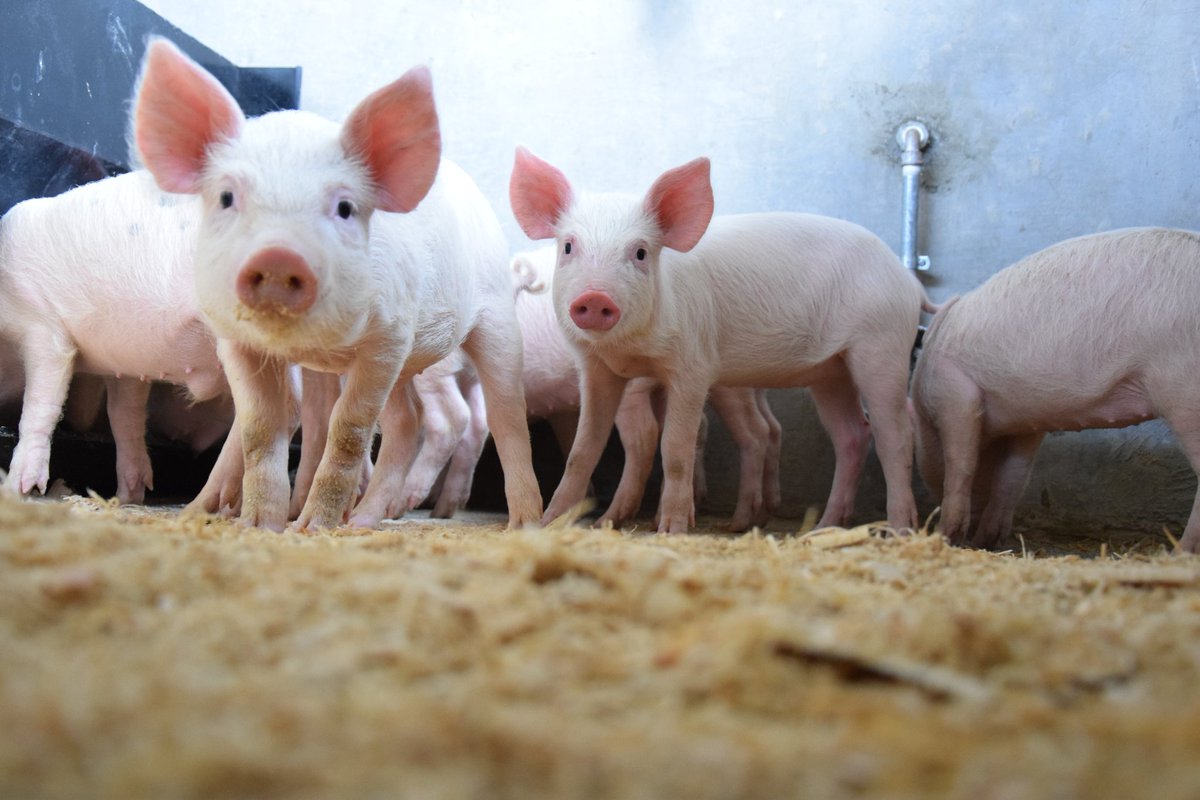 Mbarara Zonal Agric Research and Devt Institute tweet media