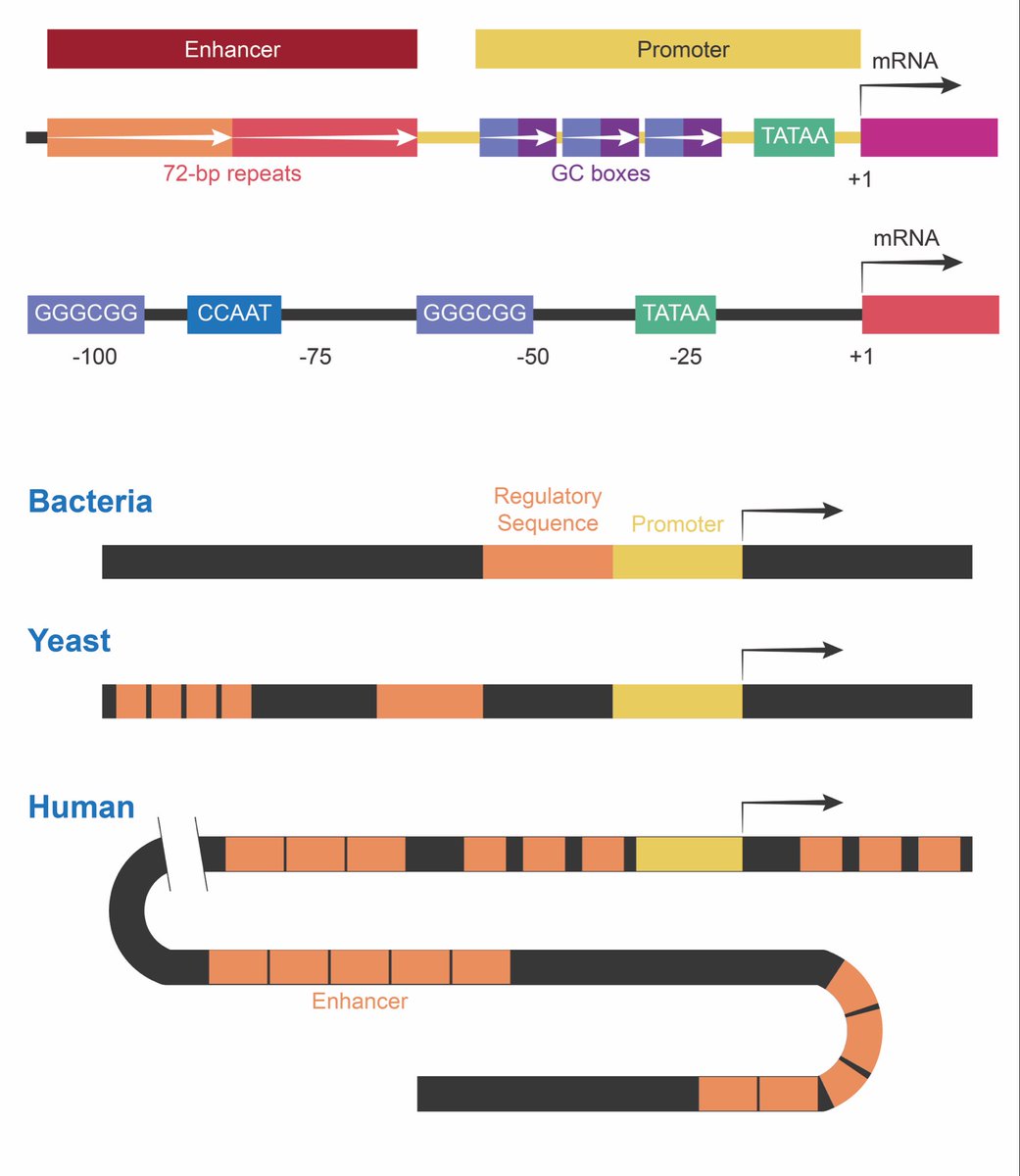 The image illustrates the structural organization of gene regulatory ...