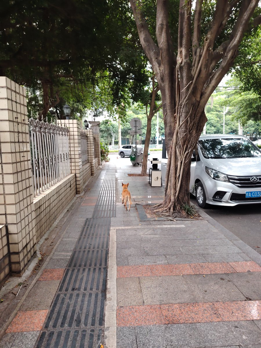 coolyuviraj's tweet image. Spotted a golden retriever volunteering as a human pillow for a tired kid on the sidewalk  #StreetMoments #DogsofNYC